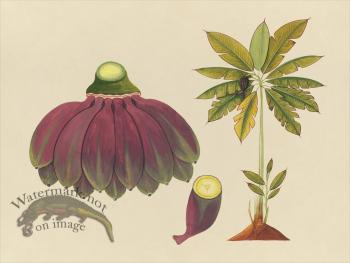 Far East Fruit and Flowers 15